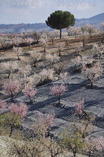 Several almond trees in blossom on mountain slope