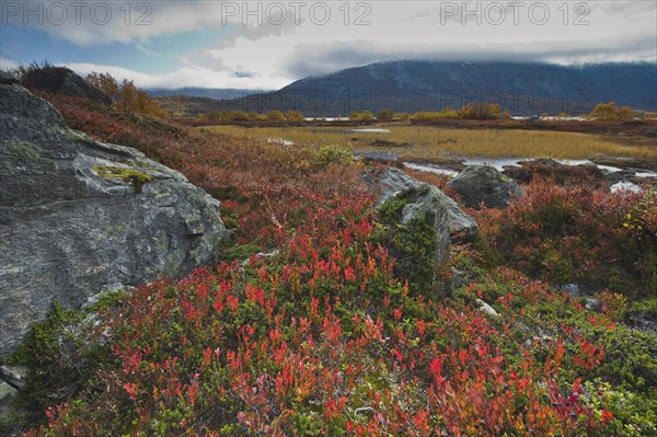 Bog bilberries