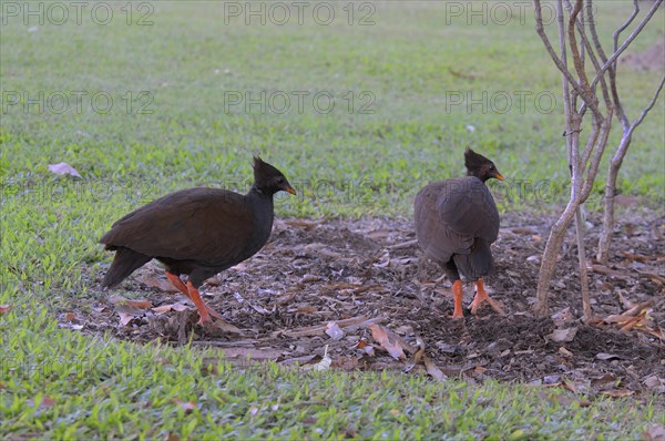 Orange-footed scrubfowl