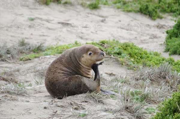 Australian sea lion