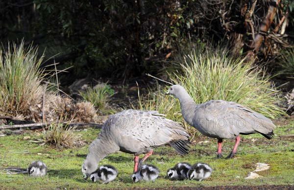 Cape barren goose