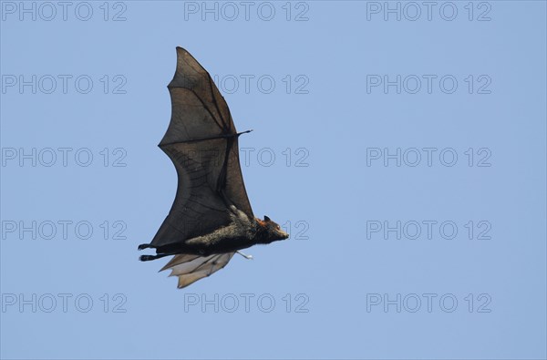 Grey-headed flying fox