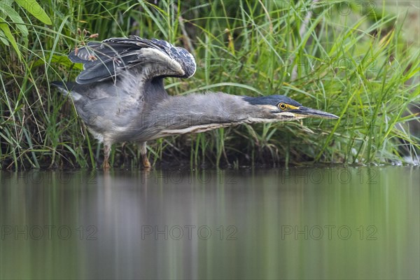 Striated heron