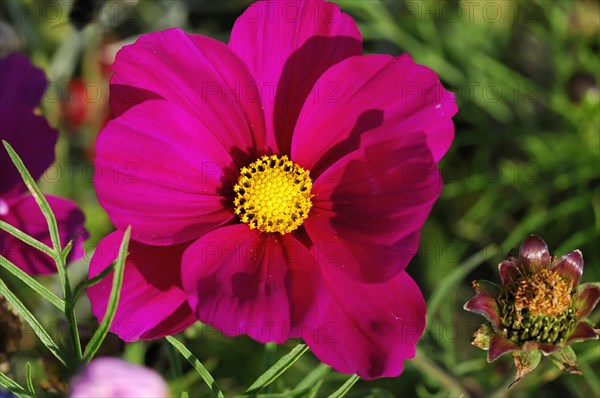 Mexican aster