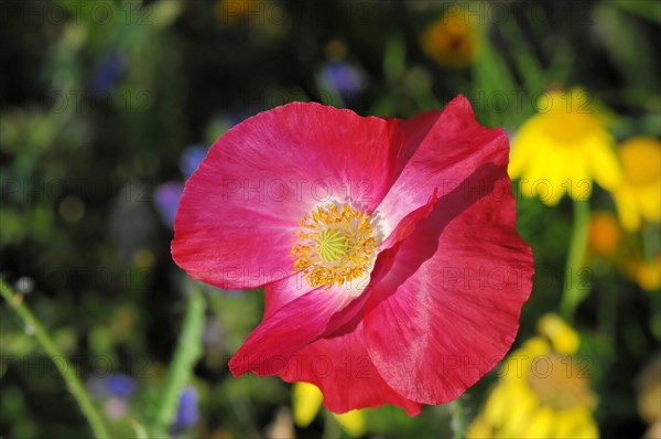 Pink or salmon-coloured flower of corn poppy hybrids