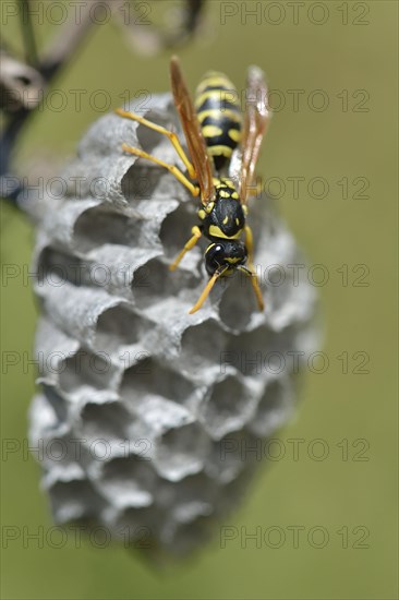 European paper wasp