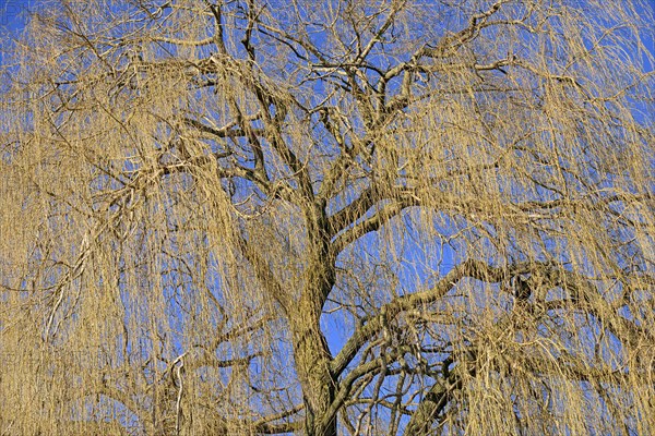 Weeping willow