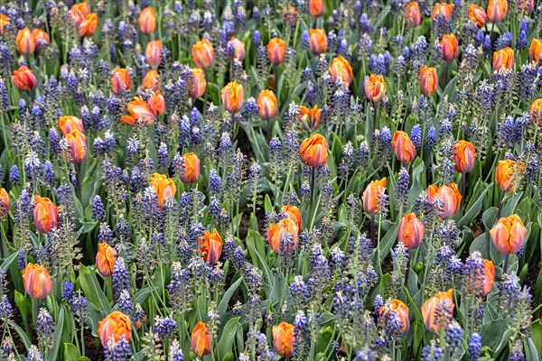 Bed with tulips