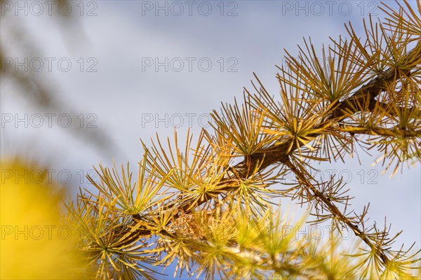 Autumnal yellow larch