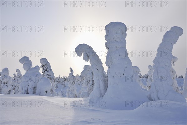 Snow covered trees