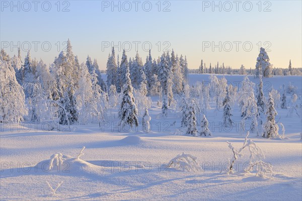 Snow covered winter landscape