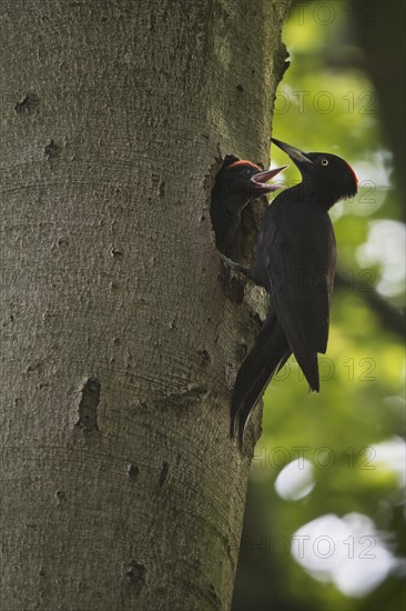 Black woodpecker