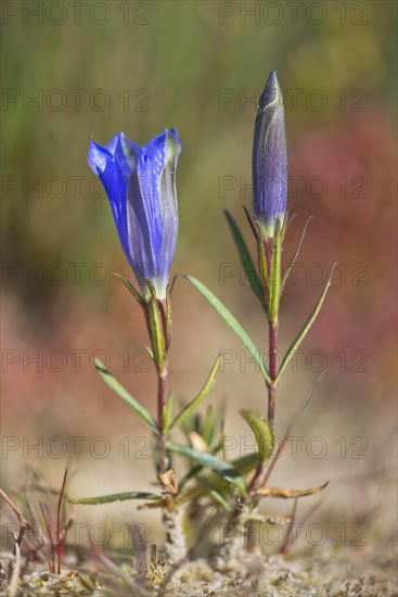 Marsh gentian