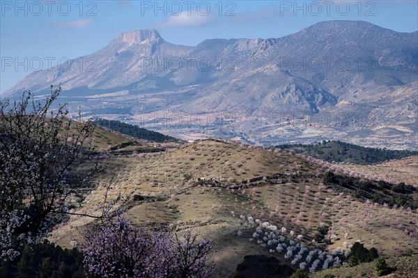 Valley of flowering almond orchards with La Muela mountain