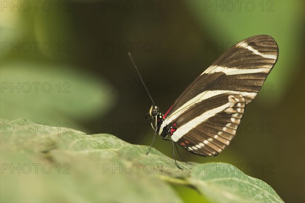 Postman butterfly