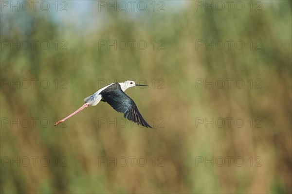 Black-winged stilt