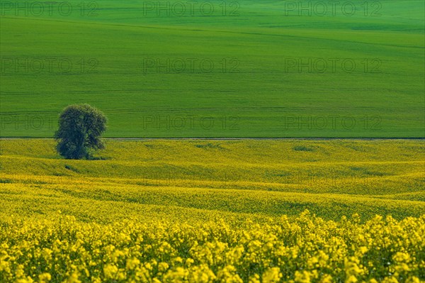 Beautiful and colorful abstract landscape