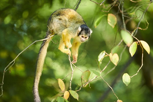 Common squirrel monkey