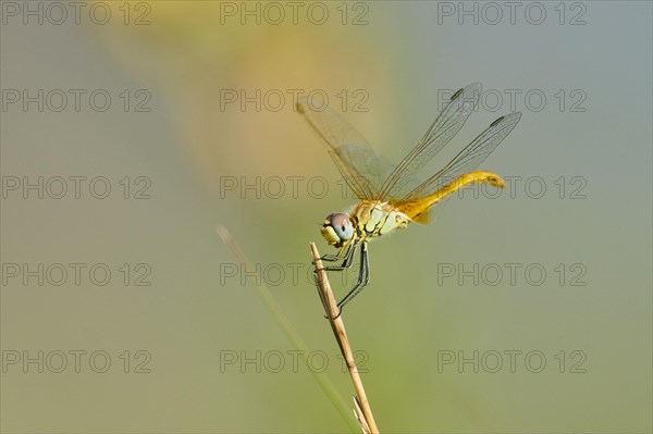 Red-veined darter