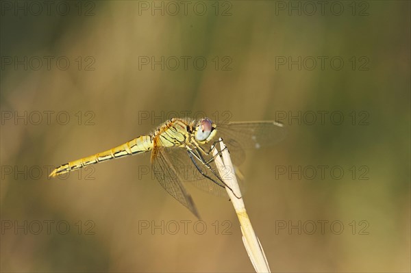 Red-veined darter