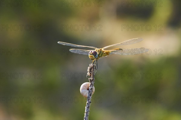 Red-veined darter