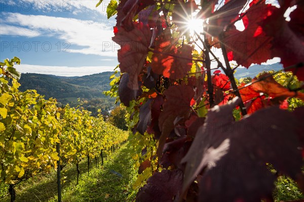 Vineyard in autumn