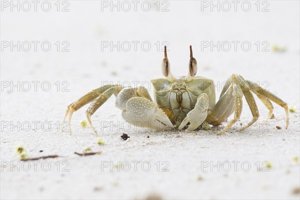 Rider crab