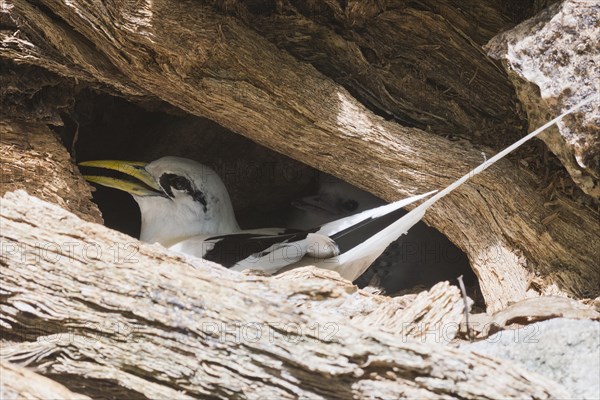 White-tailed Tropicbird