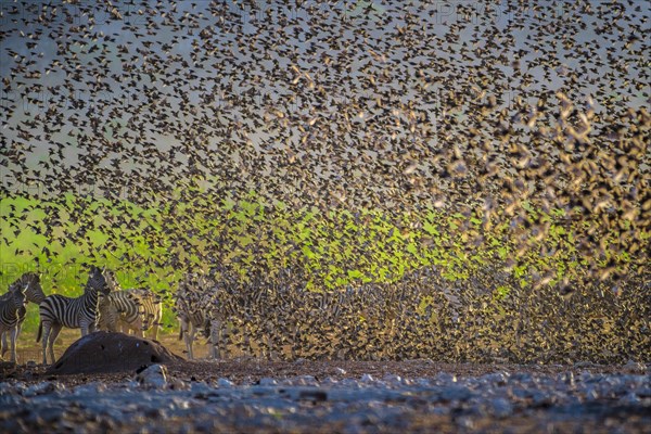 A mega flock of red-billed quelea