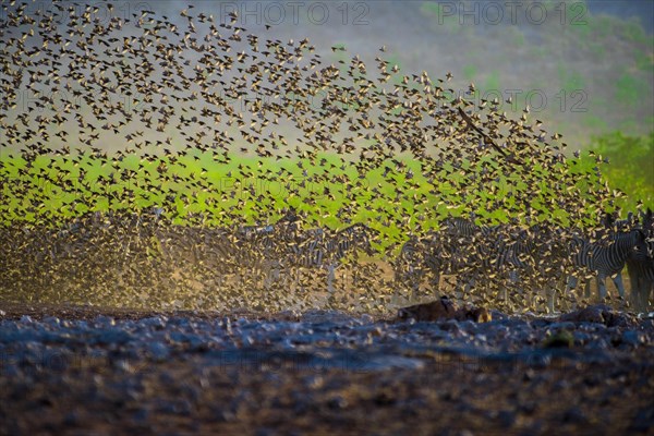 A mega flock of red-billed quelea