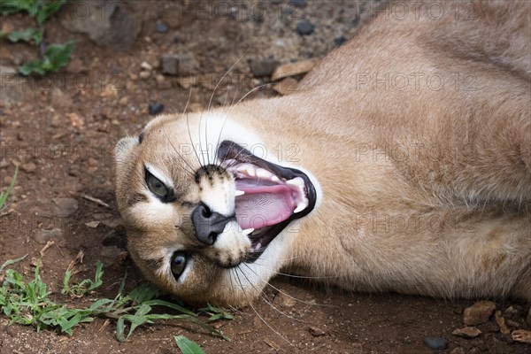 Caracal