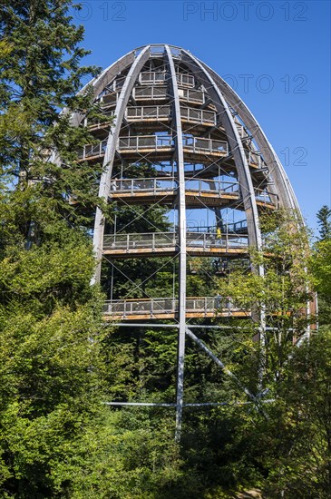 Treetop path