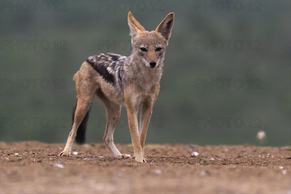 Black-backed jackal