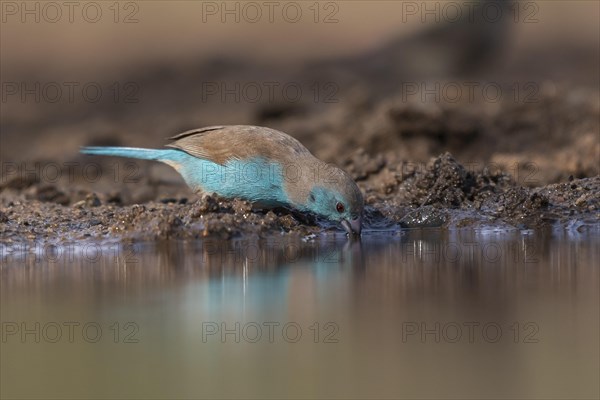 Blue waxbill