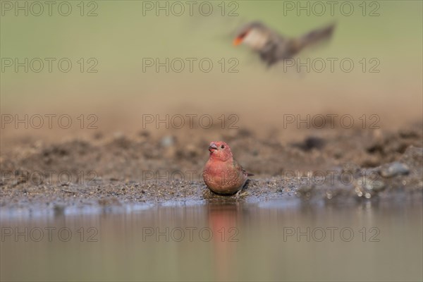 Red-billed firefinch