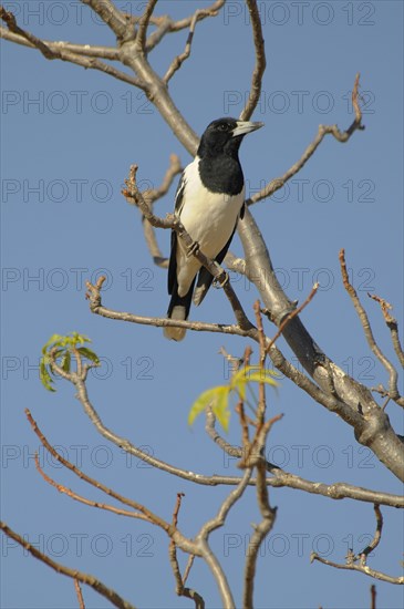 Australian magpie