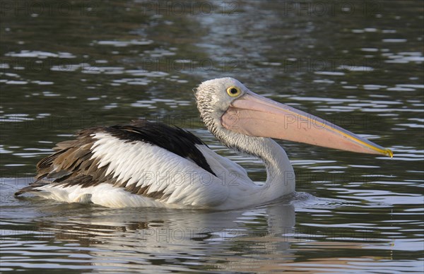 Australian pelican