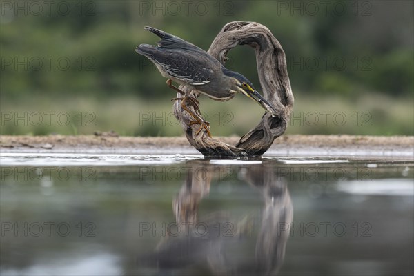 Striated heron