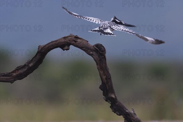 Pied kingfisher