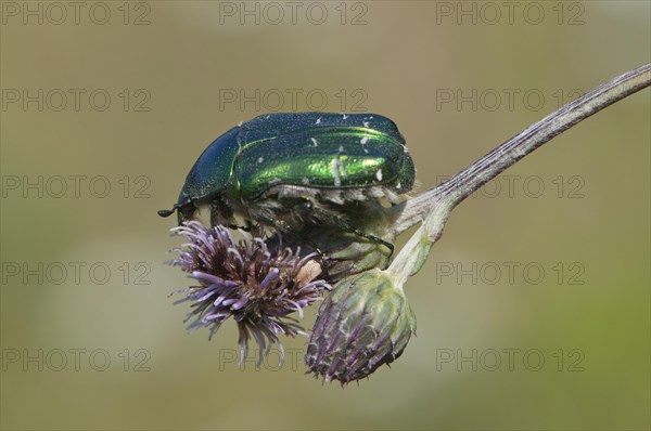 Rose chafer