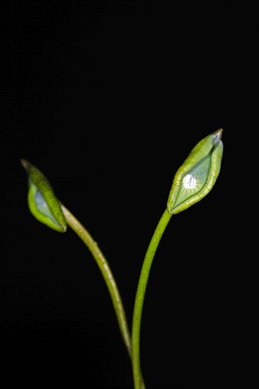 Two leaves of the Indian lotus