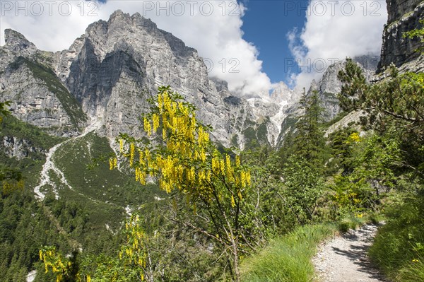 Yellow flowering tree along hiking trail