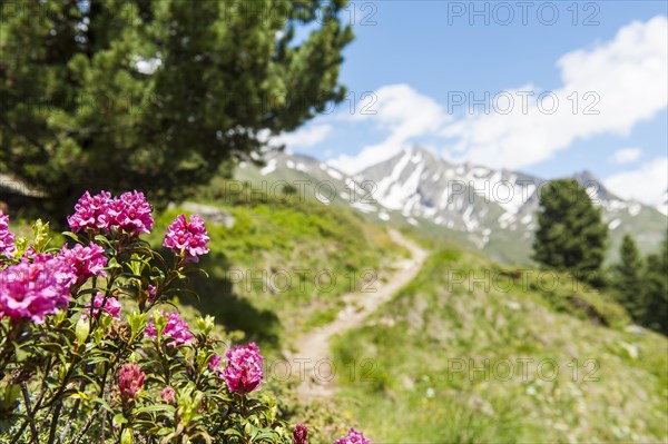 Rusty-leaved alpenrose