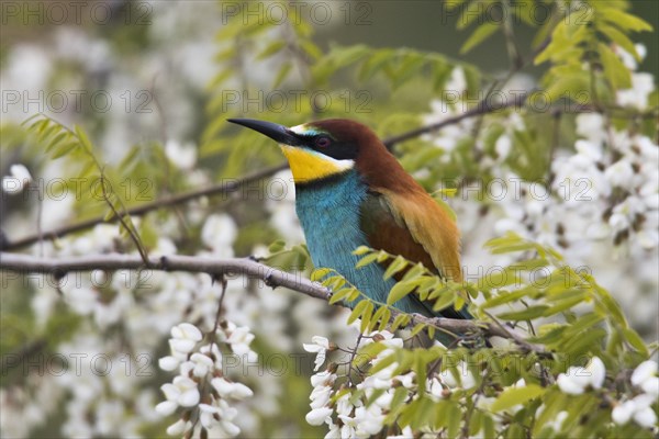 Bee-eater