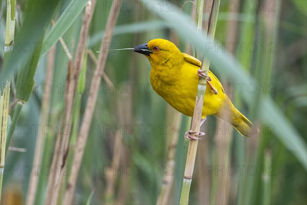 Eastern golden weaver