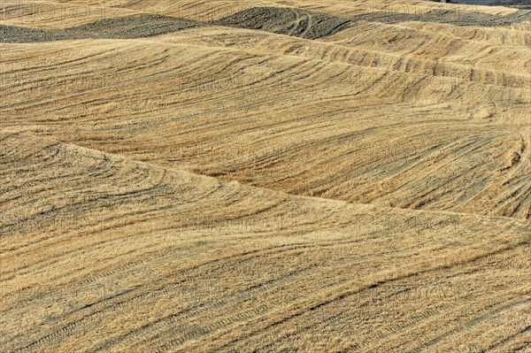 Harvested wheat field