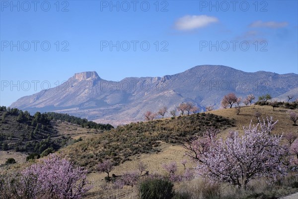 Blooming almond plantation