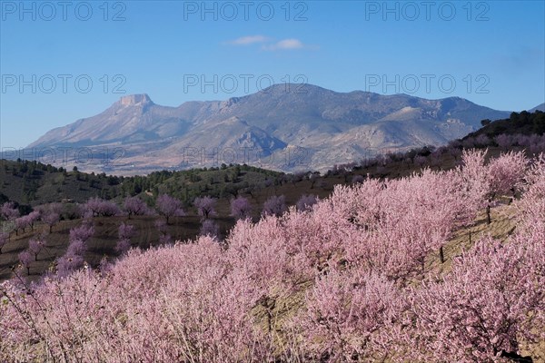 Landscape with blossoming almond plantation and mountain La Muela