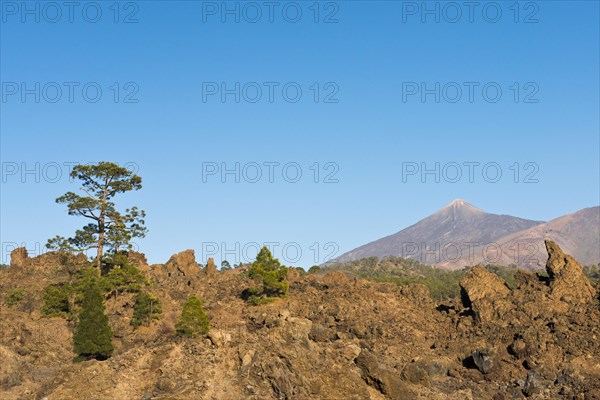 Canary island pine