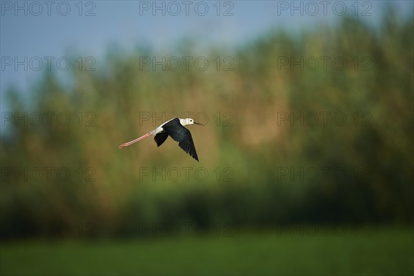 Black-winged stilt